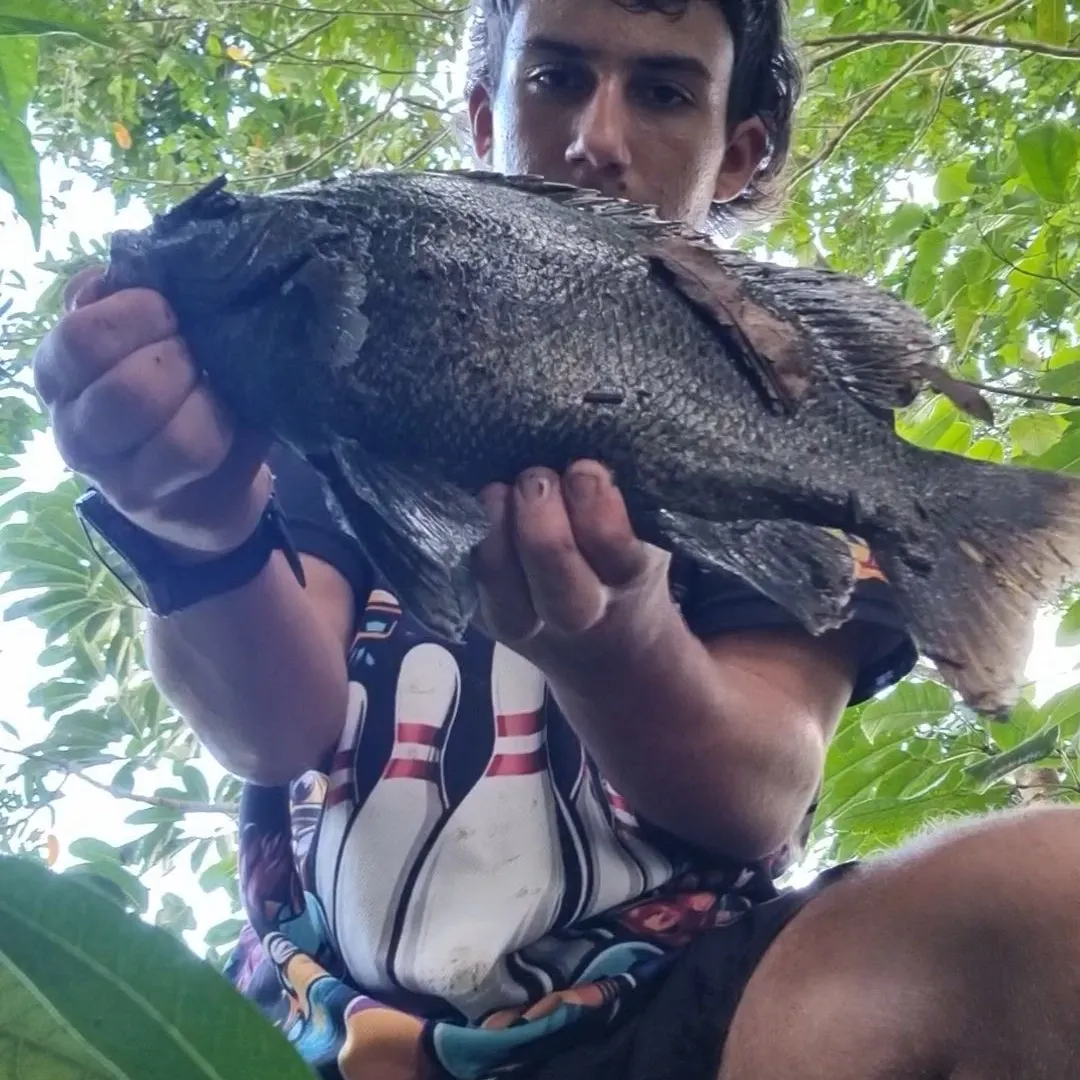 The most recent Sooty grunter catches on Fishbrain