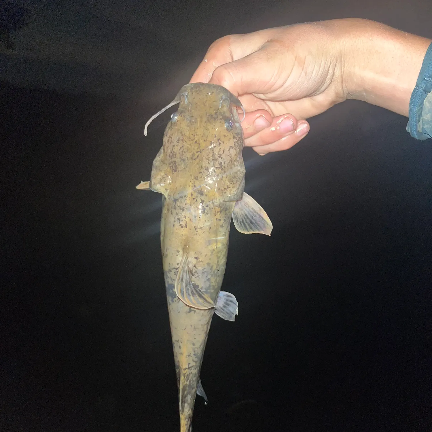Flathead catfish caught on Fishbrain