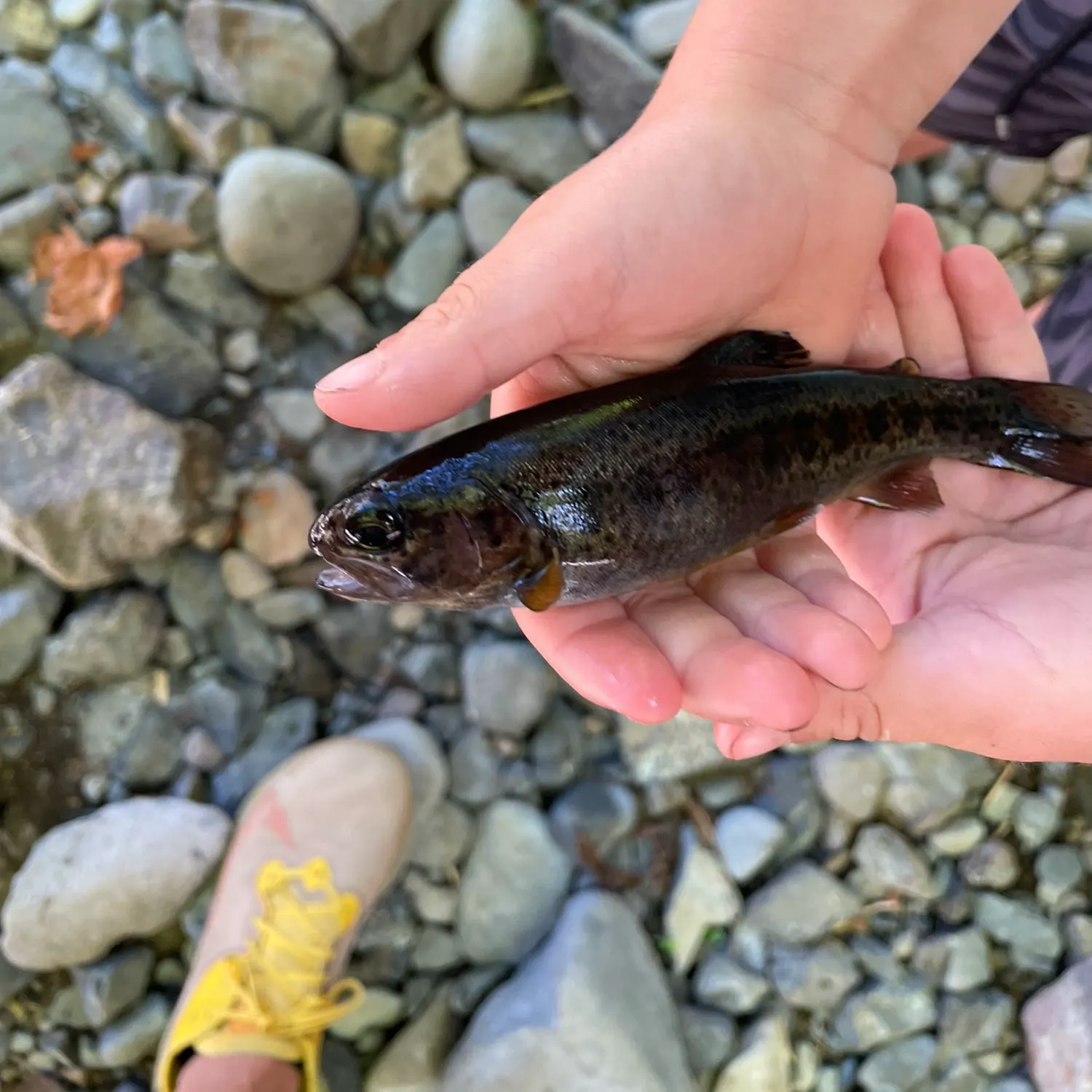 Fish caught on Fishbrain