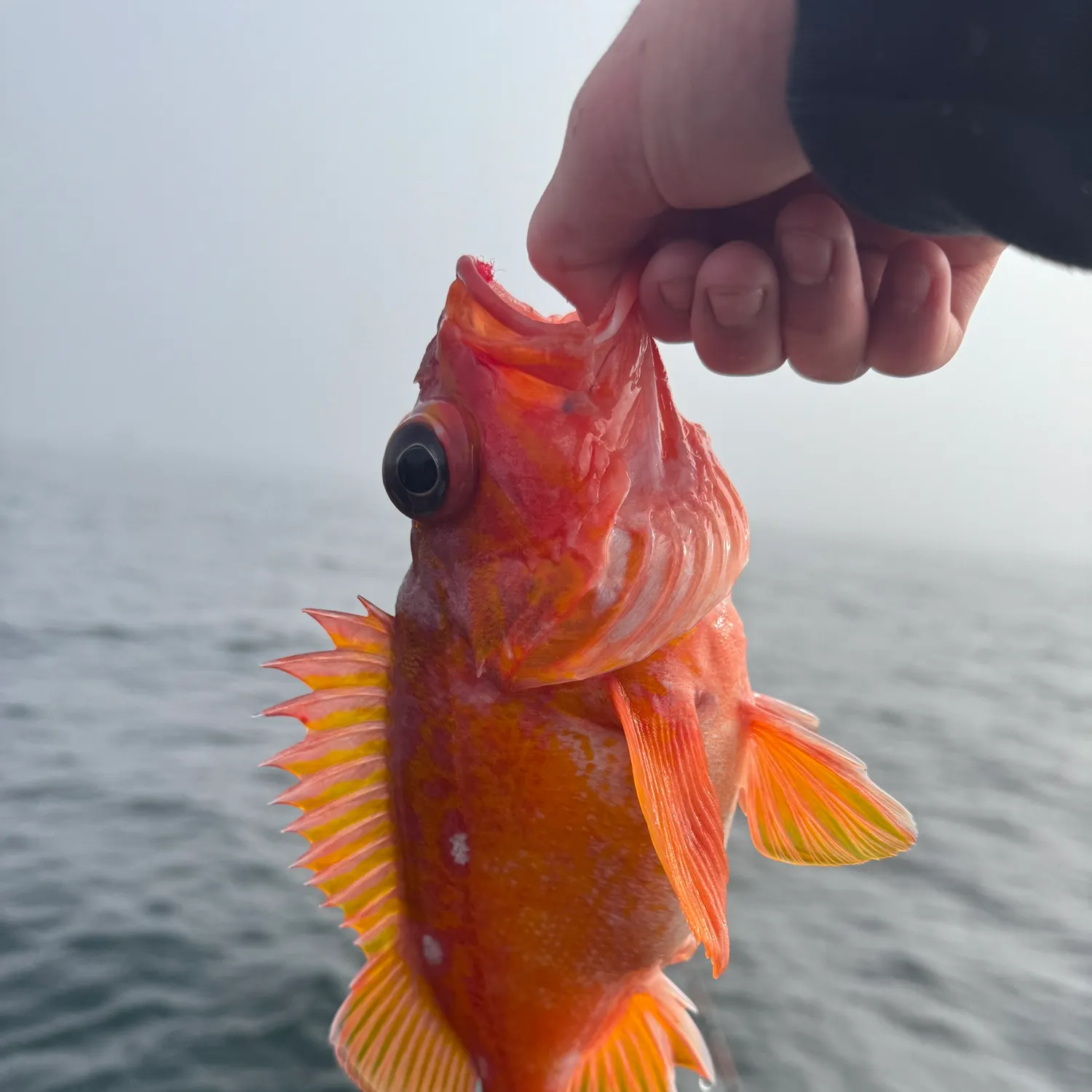 The most recent Cowcod rockfish catches on Fishbrain