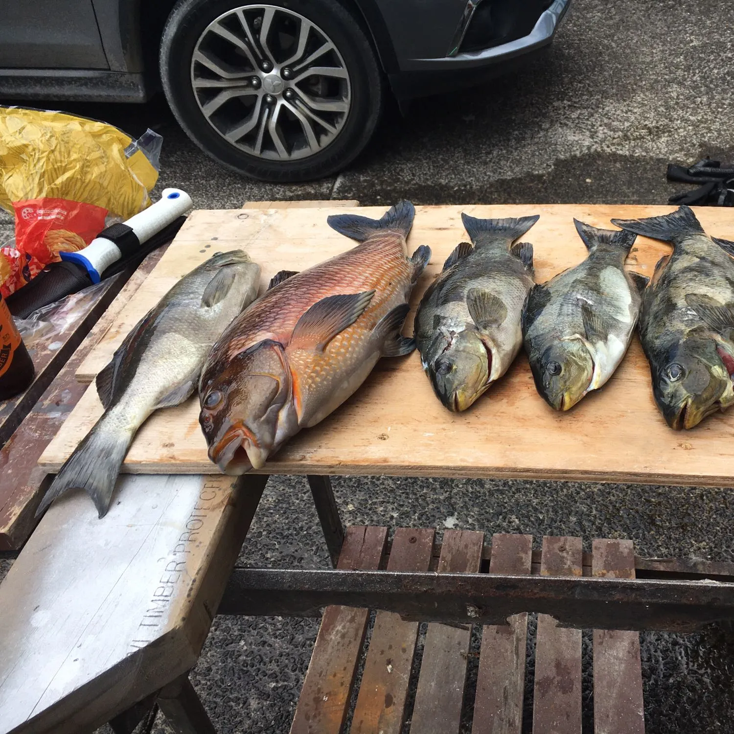 recently logged catches