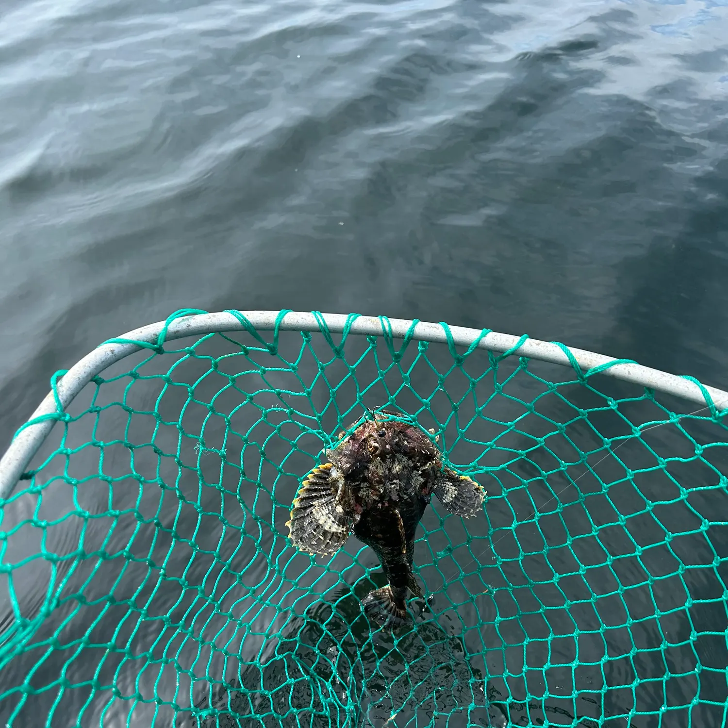 The most recent Spinyhead sculpin catches on Fishbrain