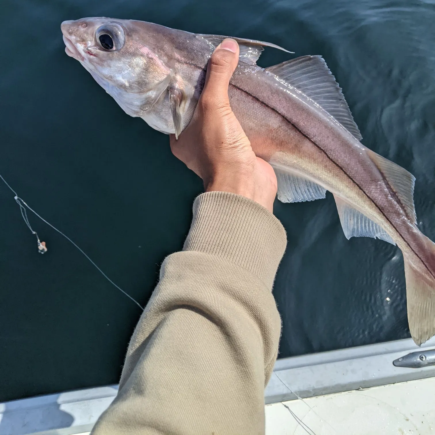 most liked catch image