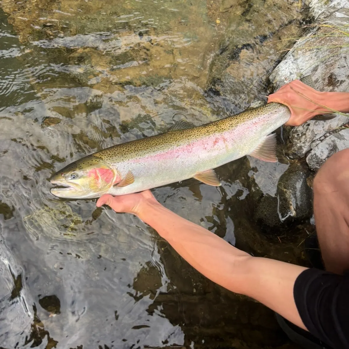 Steelhead caught on Fishbrain