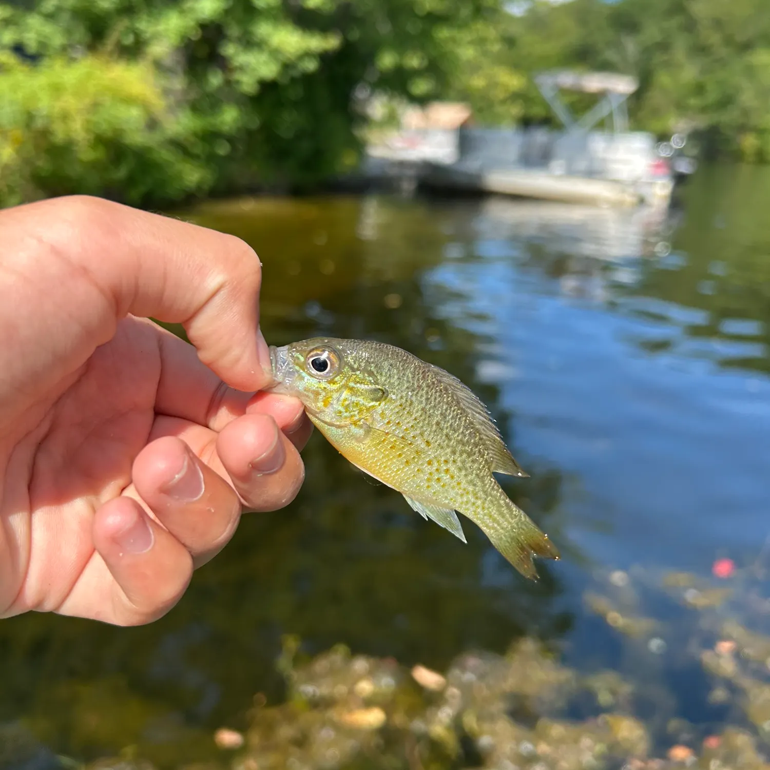 Redbreast sunfish caught on Fishbrain