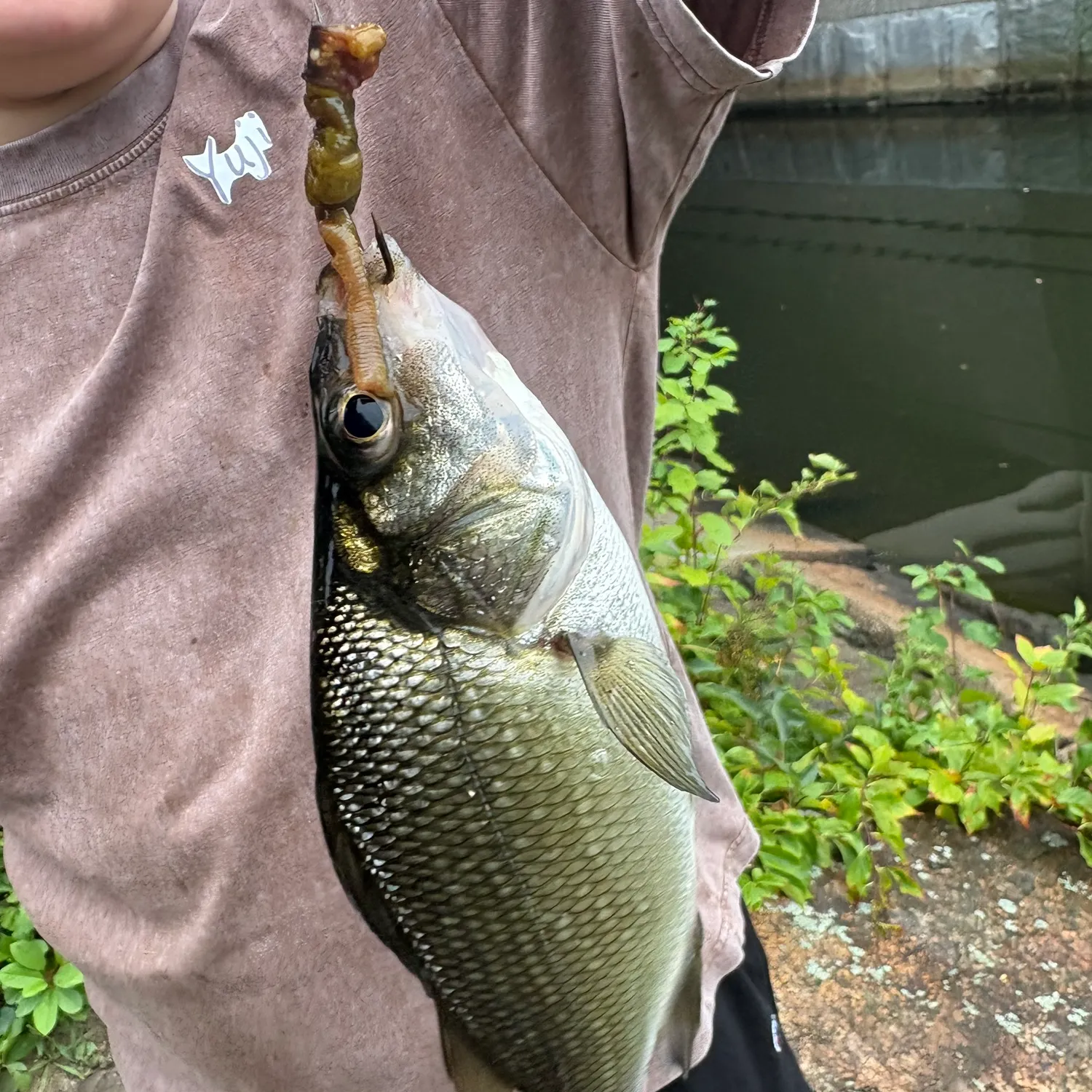 White perch caught on Fishbrain