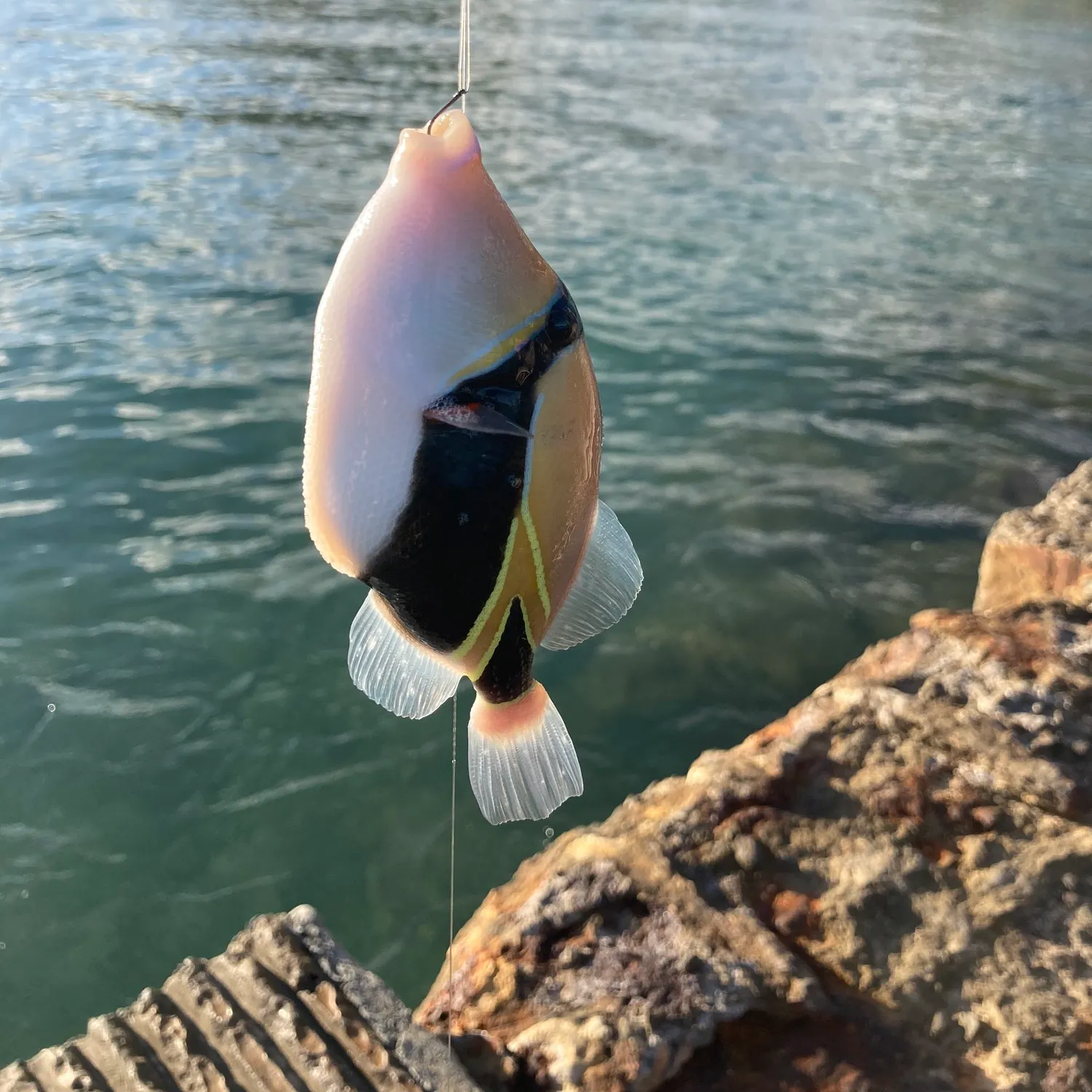 The most recent Blackbelly triggerfish catches on Fishbrain