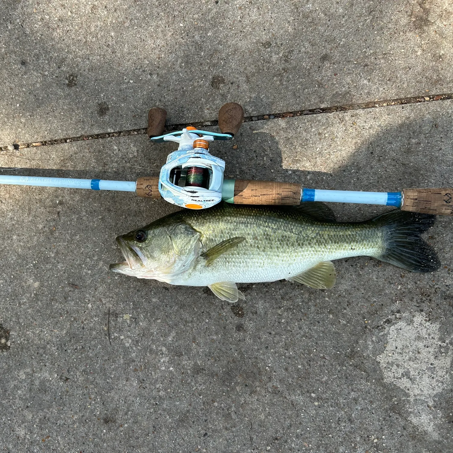 Largemouth bass caught on Fishbrain