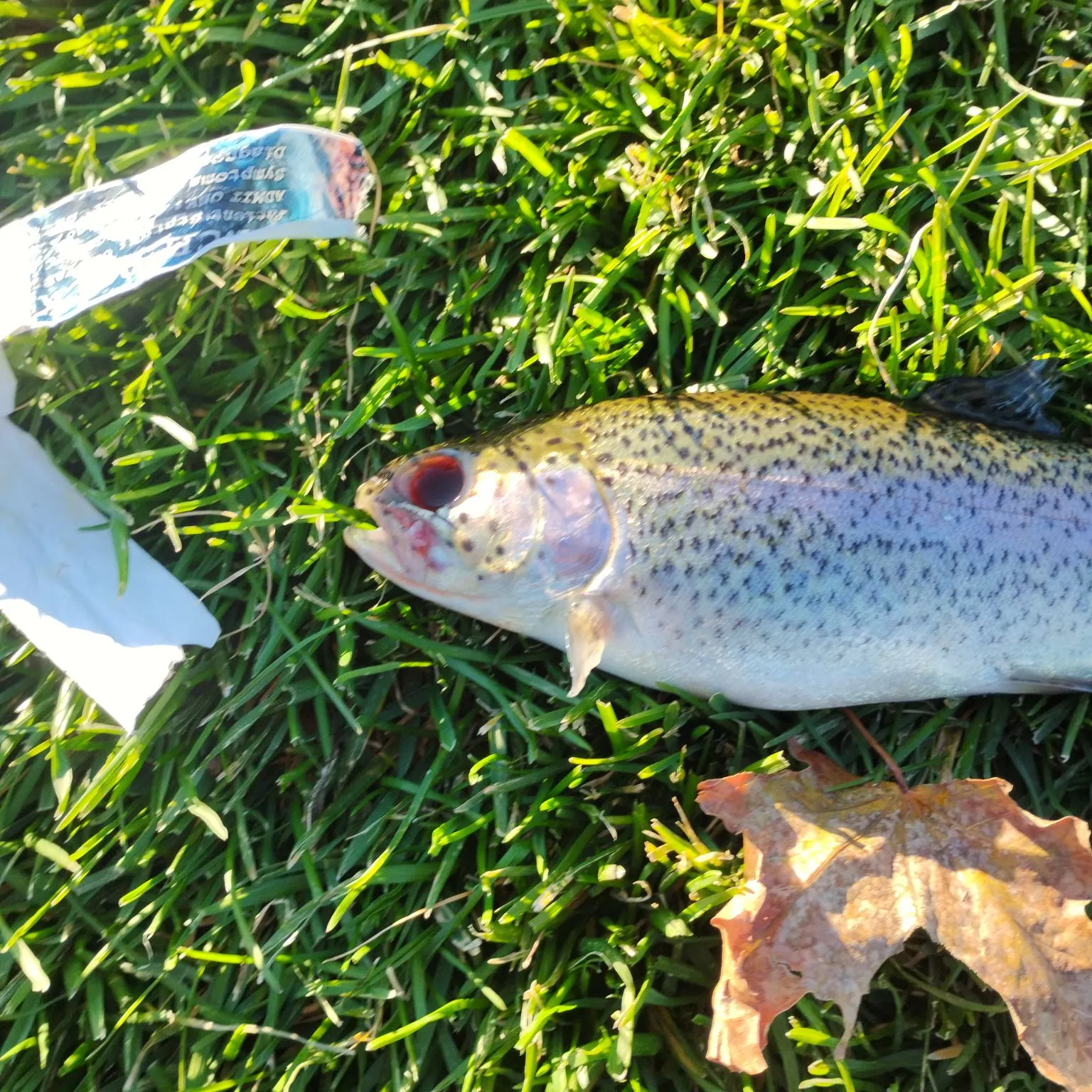 The most recent Bala shark catches on Fishbrain