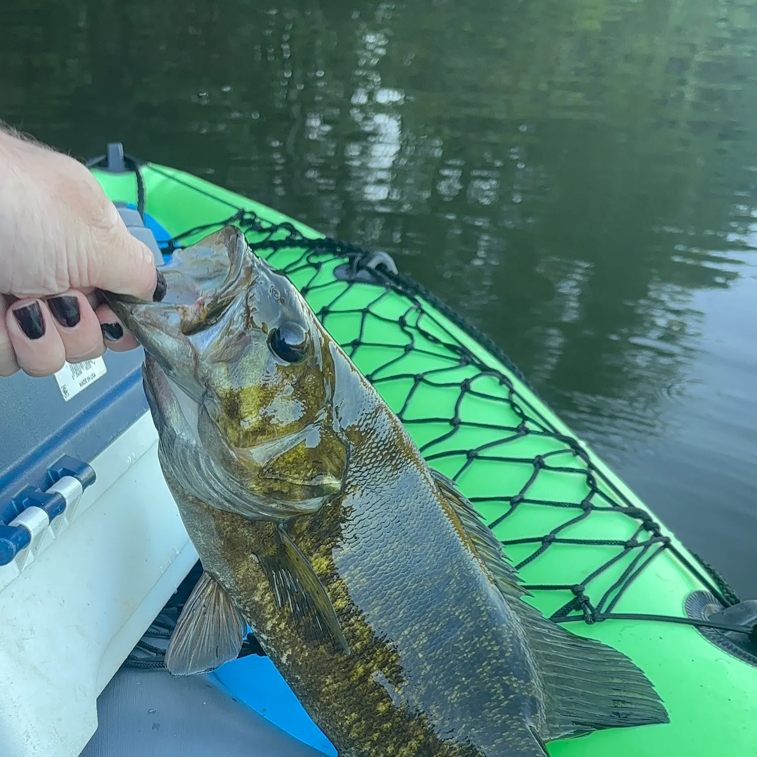 Smallmouth bass caught on Fishbrain