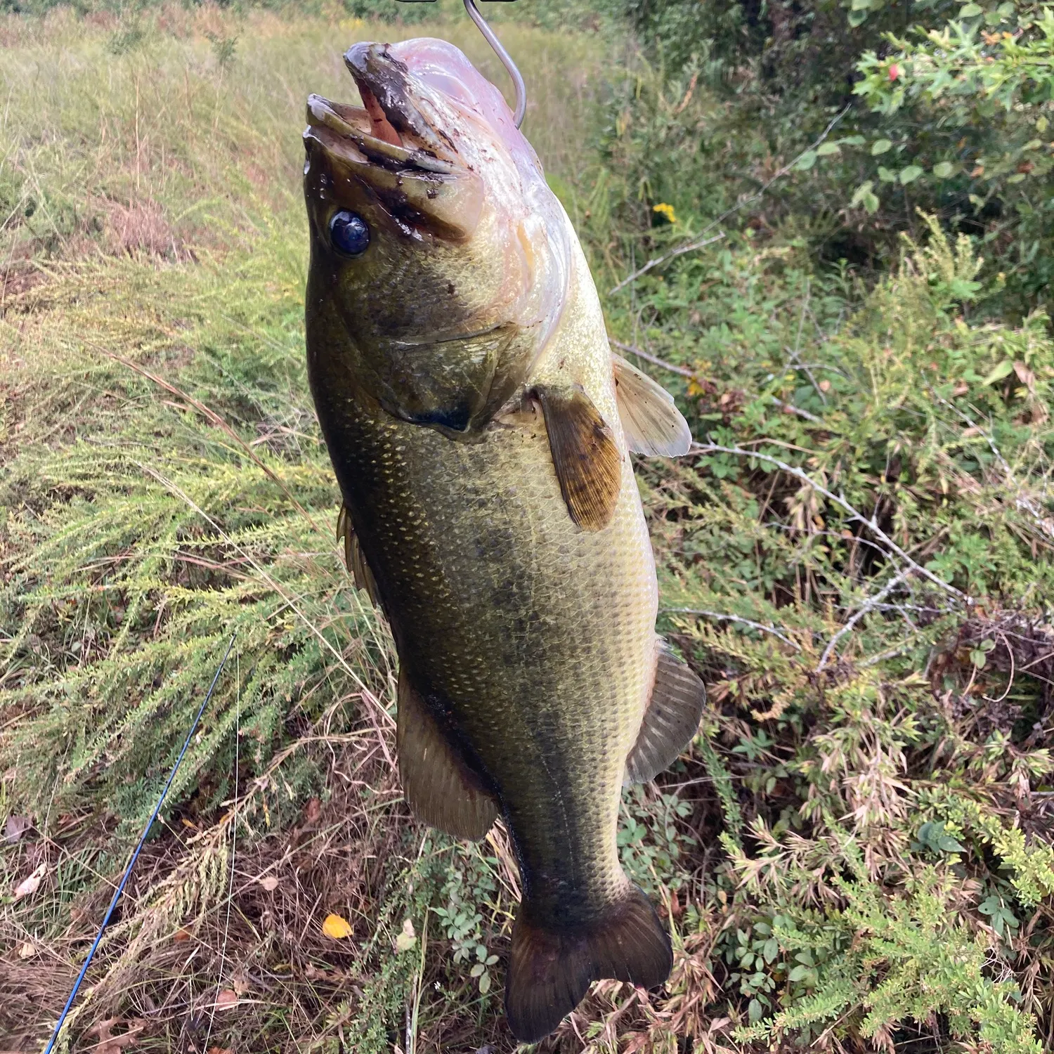 Fish caught on Fishbrain