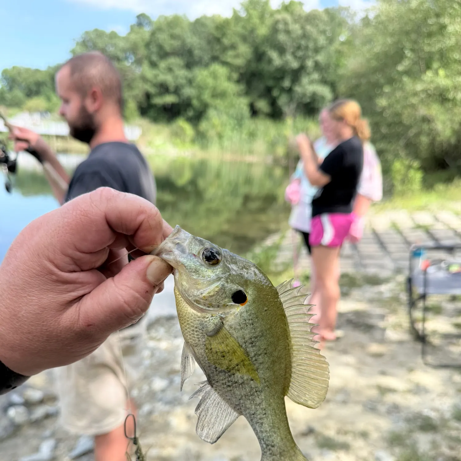 Redear sunfish caught on Fishbrain