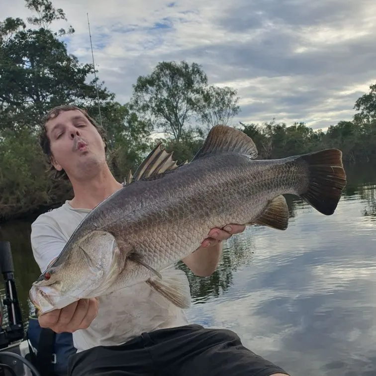 The most recent Barramundi catches on Fishbrain