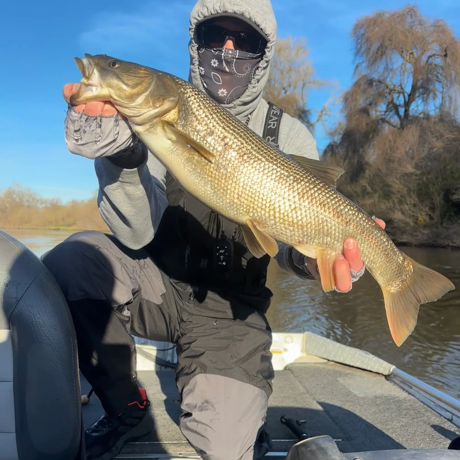 The most recent Sacramento pikeminnow catches on Fishbrain