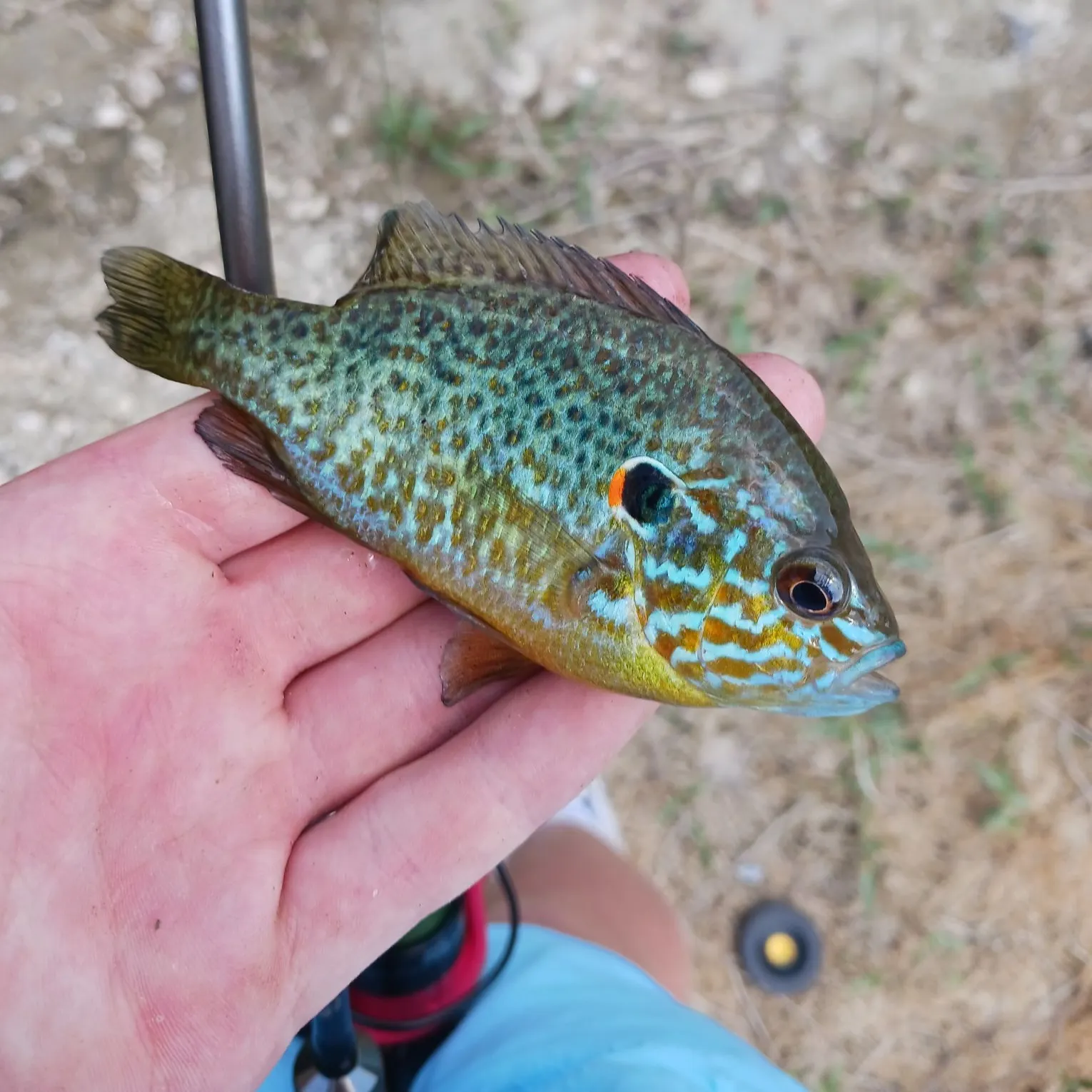 Pumpkinseed caught on Fishbrain