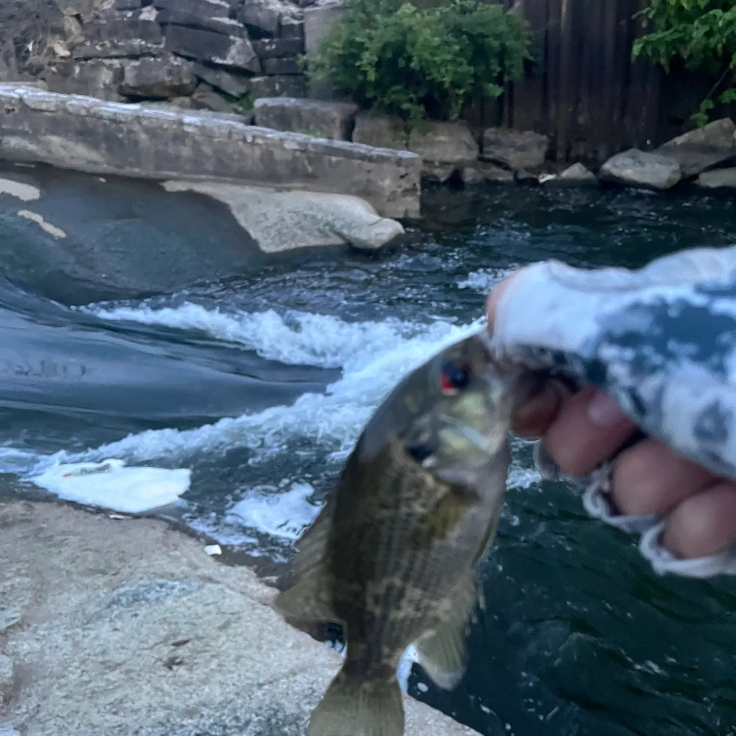 Rock bass caught on Fishbrain