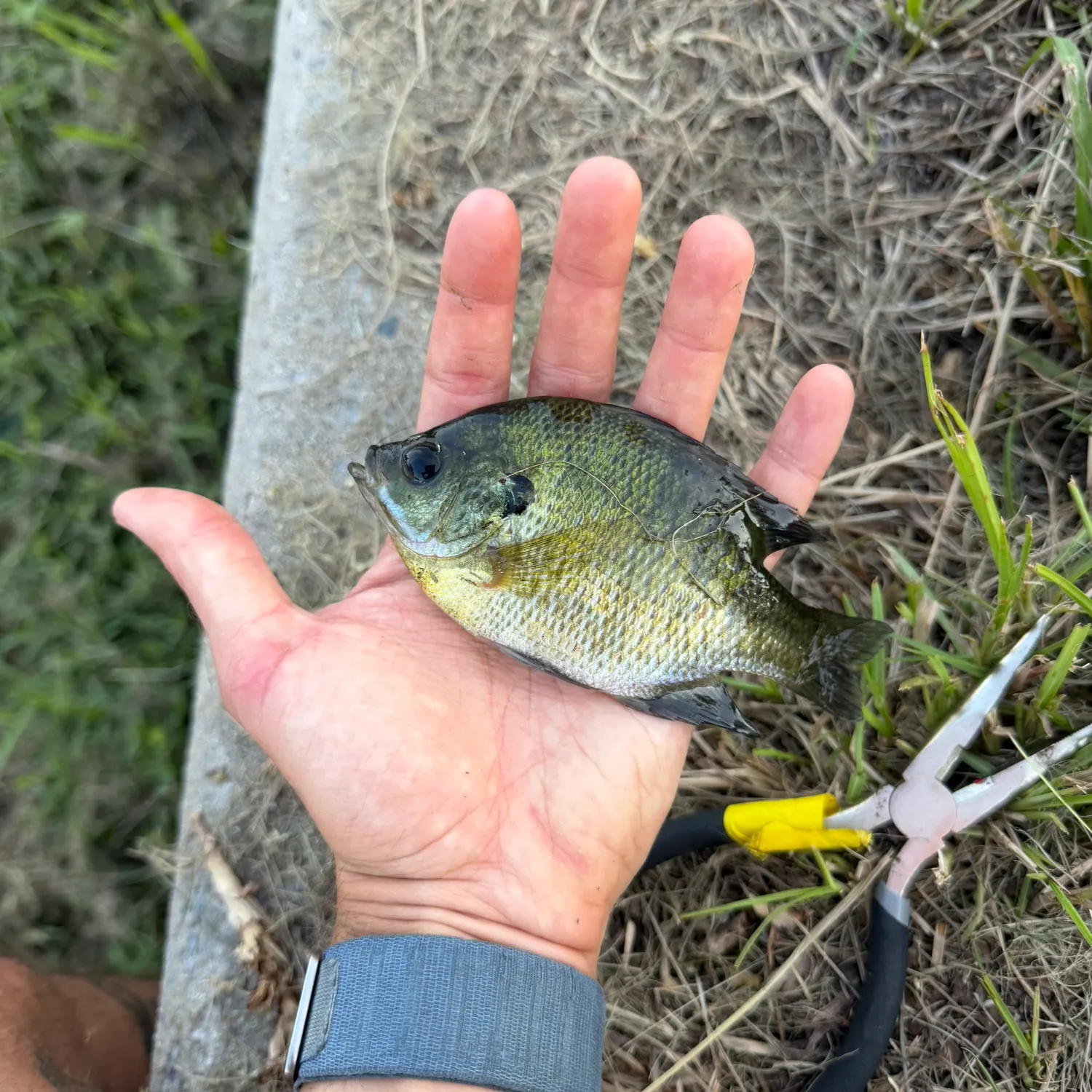 catch