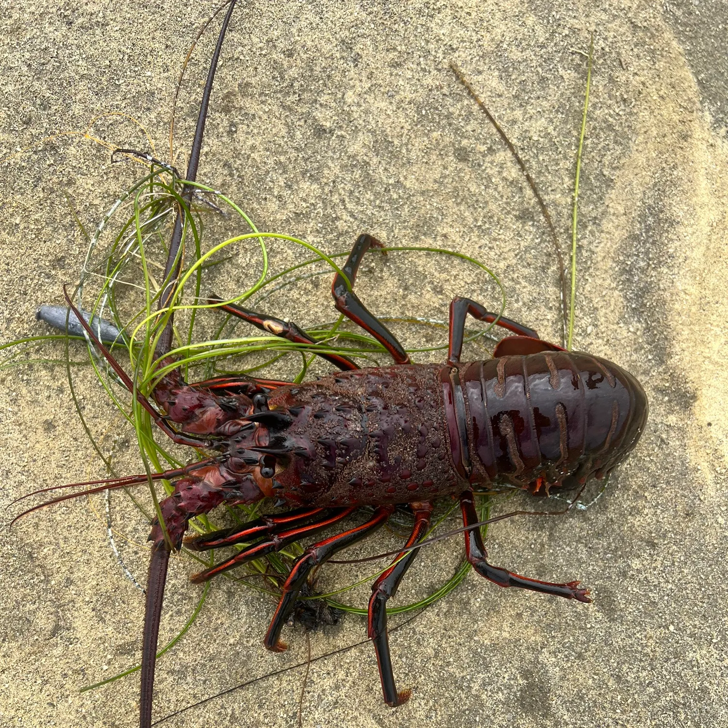 The most recent California spiny lobster catches on Fishbrain