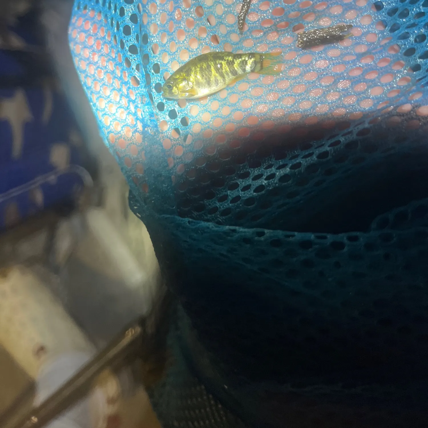 The most recent Sheepshead minnow catches on Fishbrain