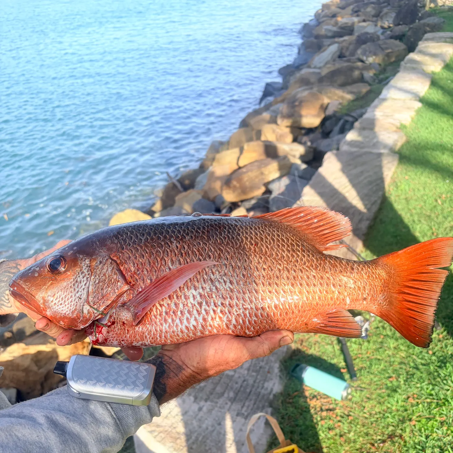 The most recent Mangrove red snapper catches on Fishbrain