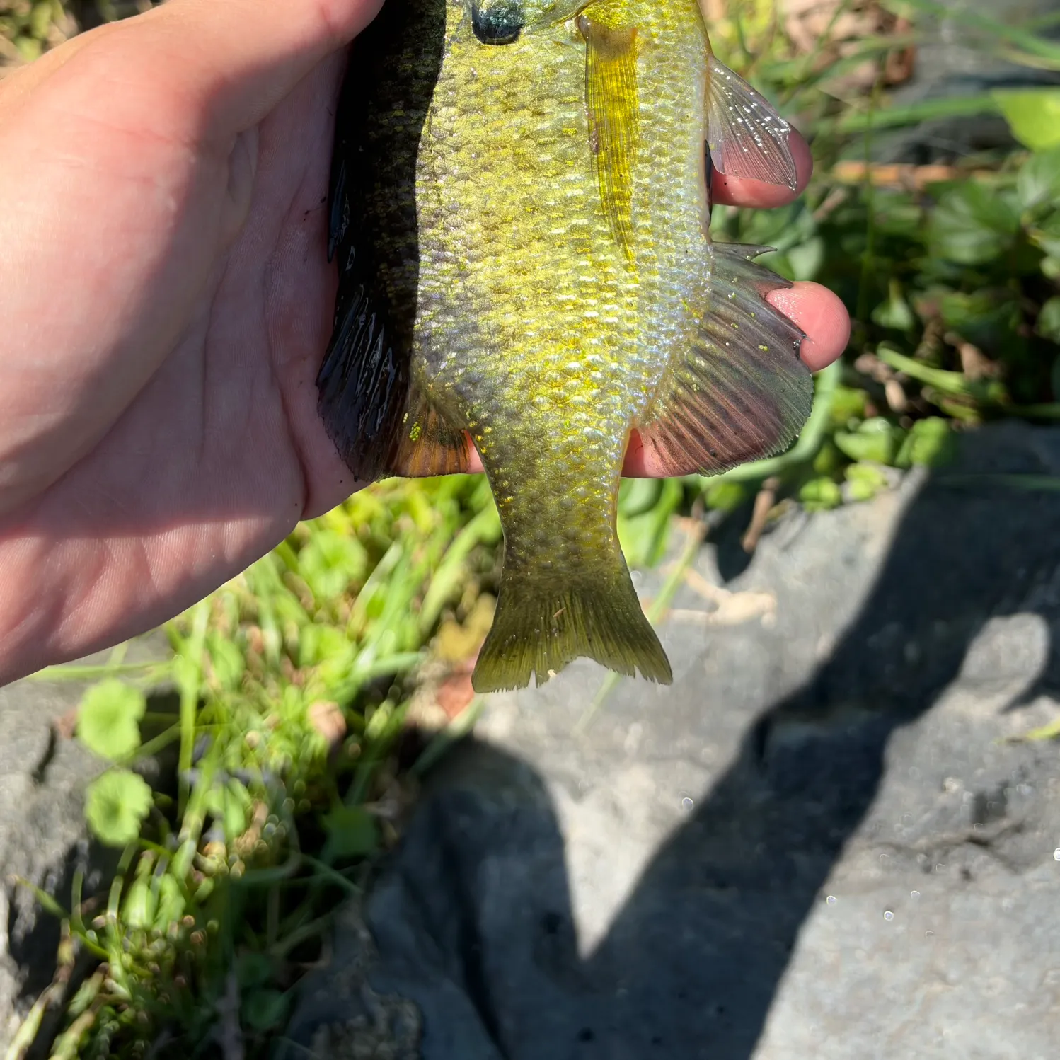 Bluegill caught on Fishbrain