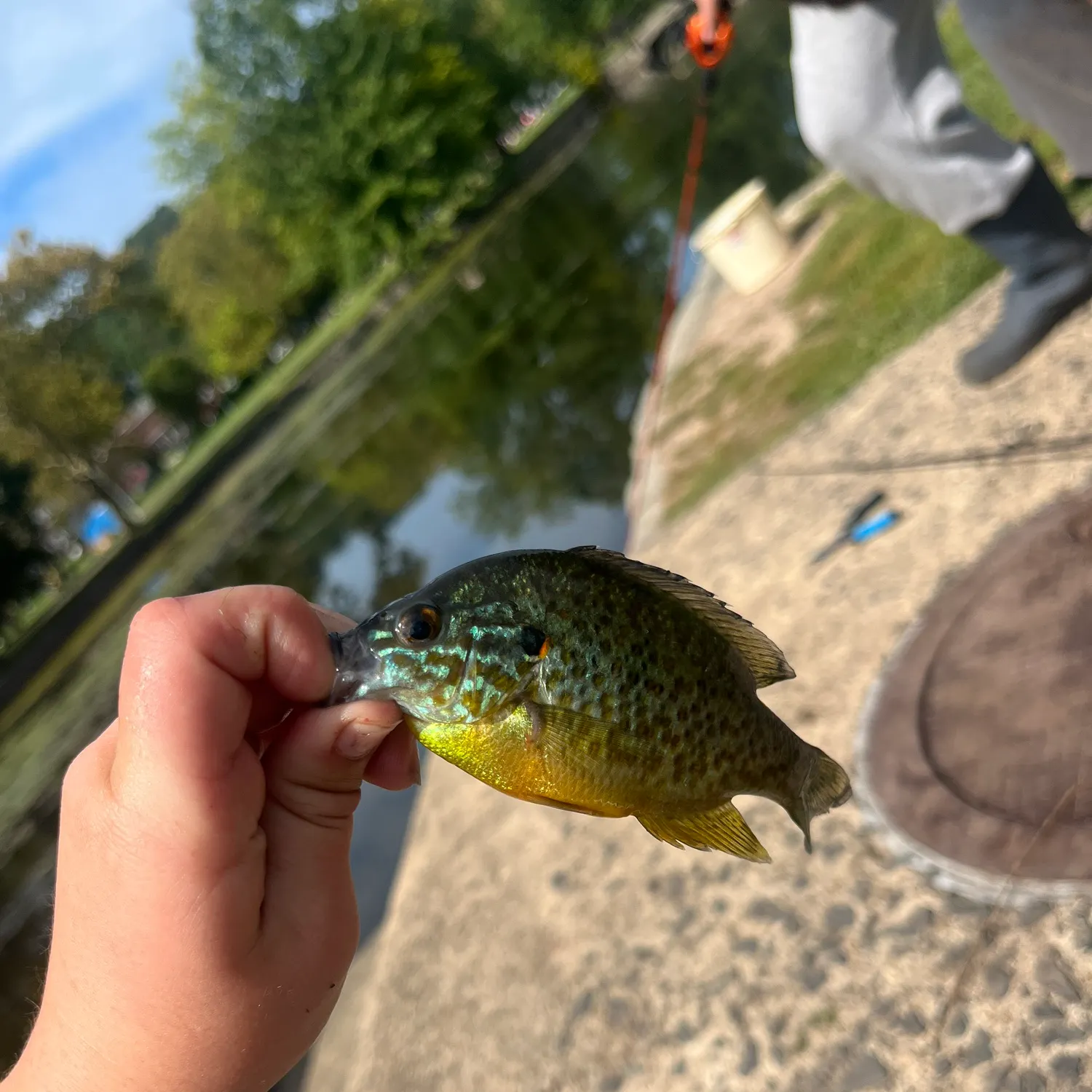 Pumpkinseed caught on Fishbrain