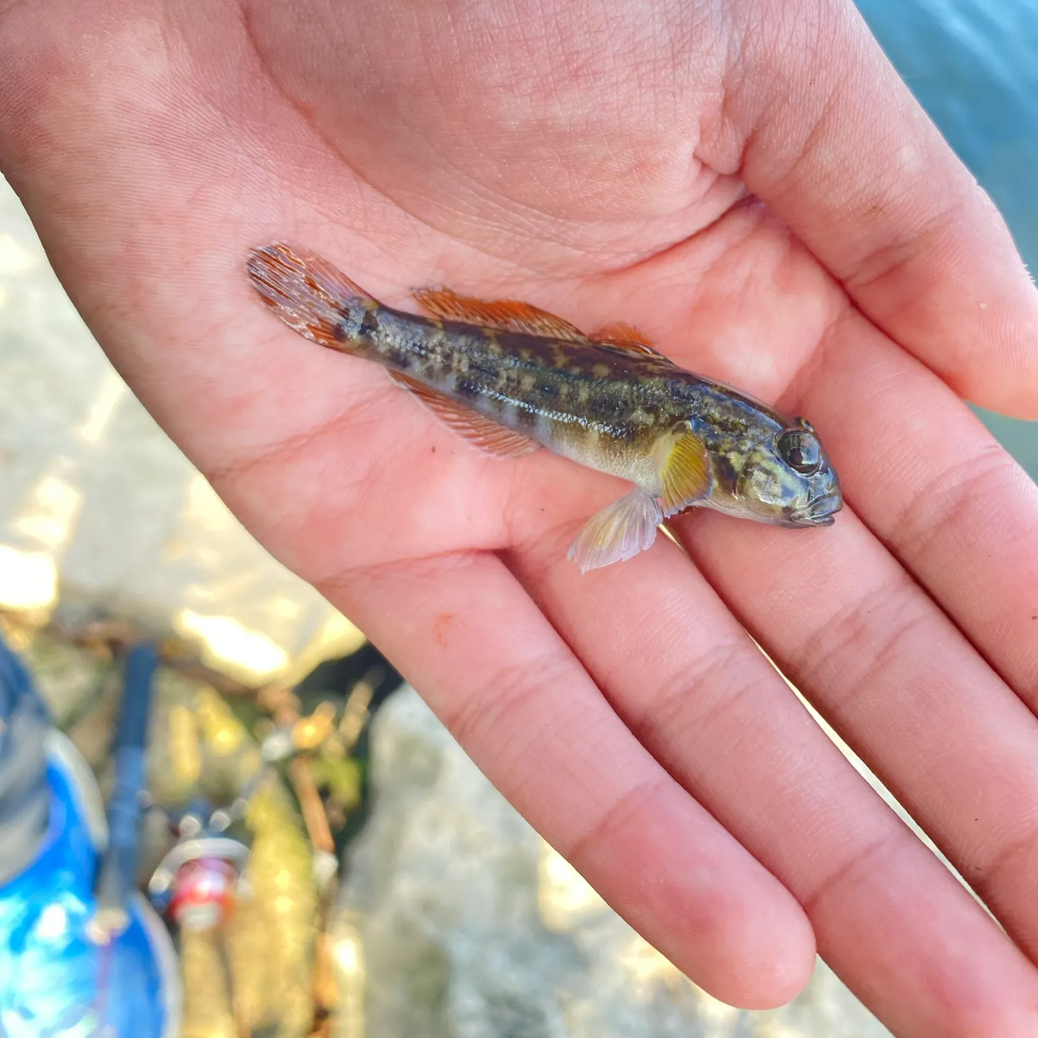 Round goby caught on Fishbrain