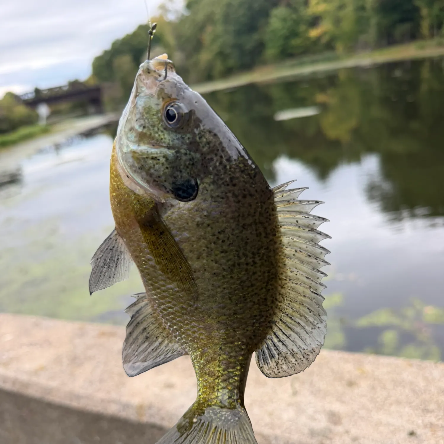 Bluegill caught on Fishbrain