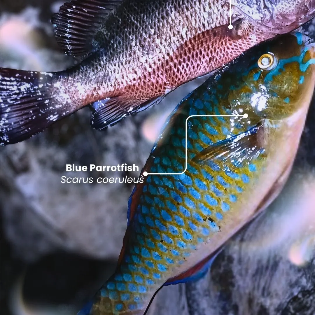 Mangrove red snapper caught on Fishbrain