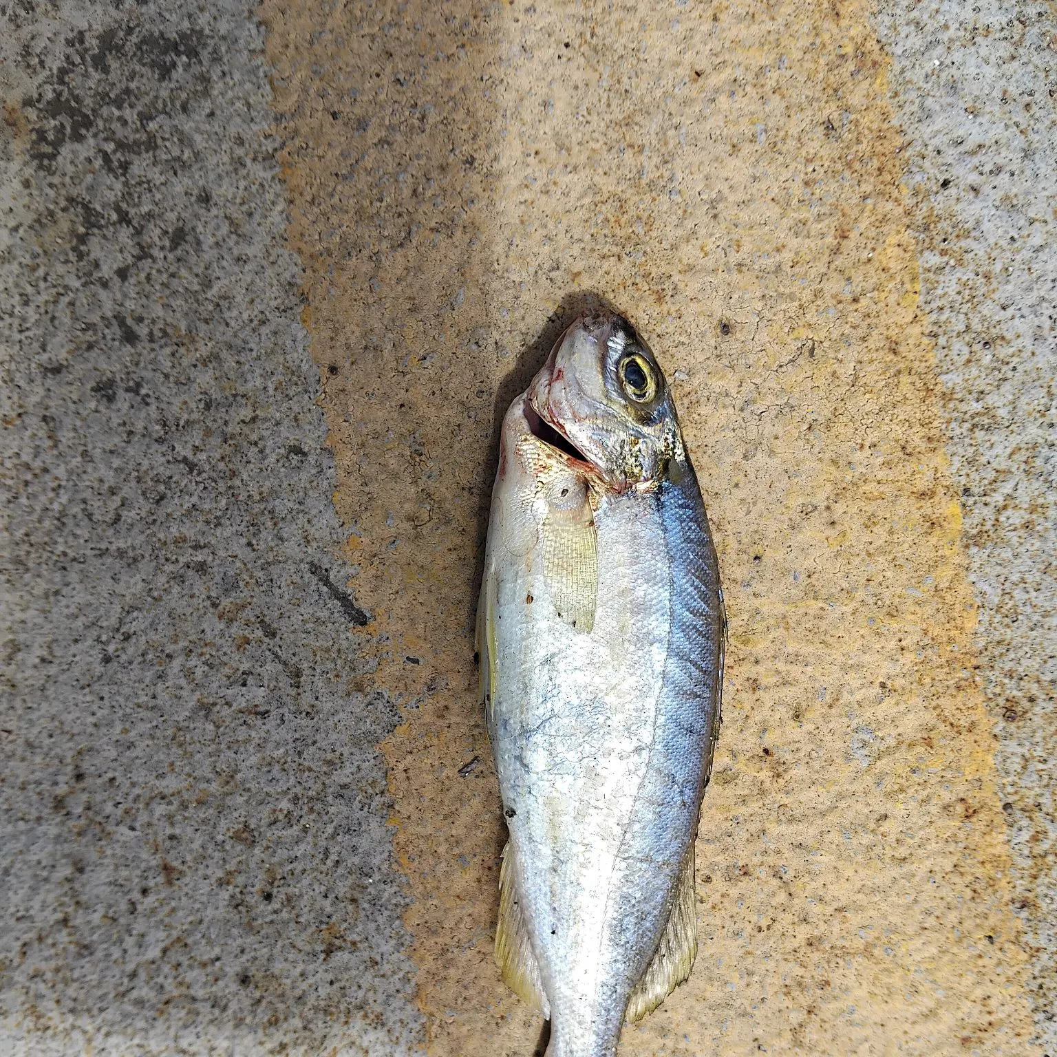 Blue moki caught on Fishbrain