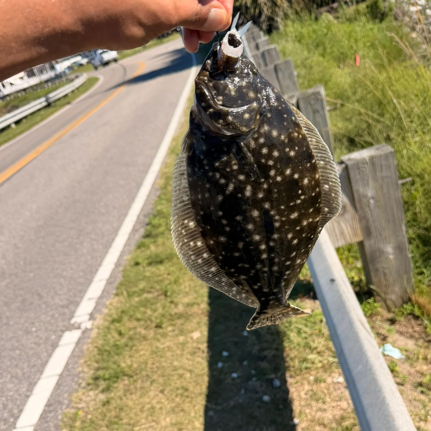 Summer flounder caught on Fishbrain