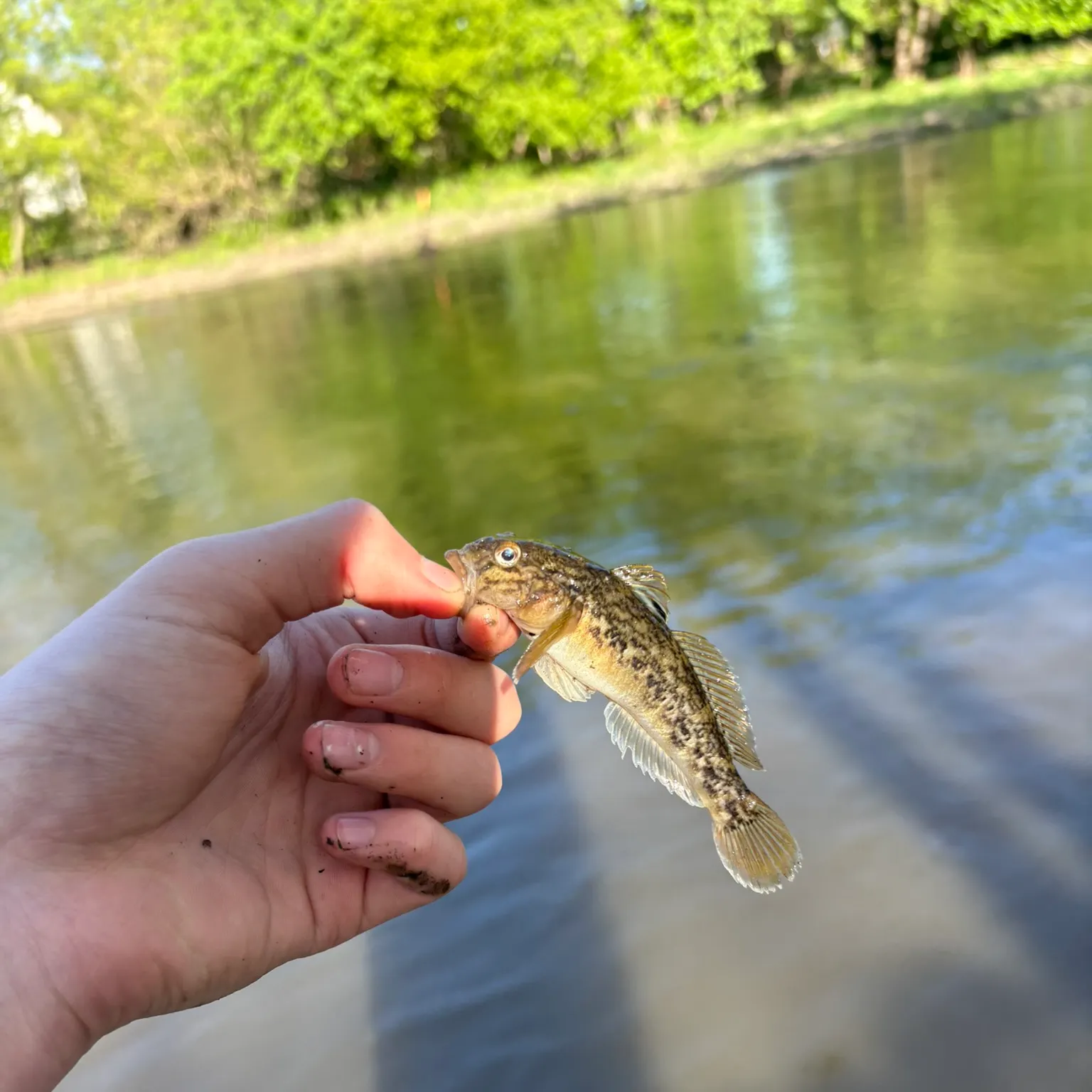 The most recent Round goby catches on Fishbrain
