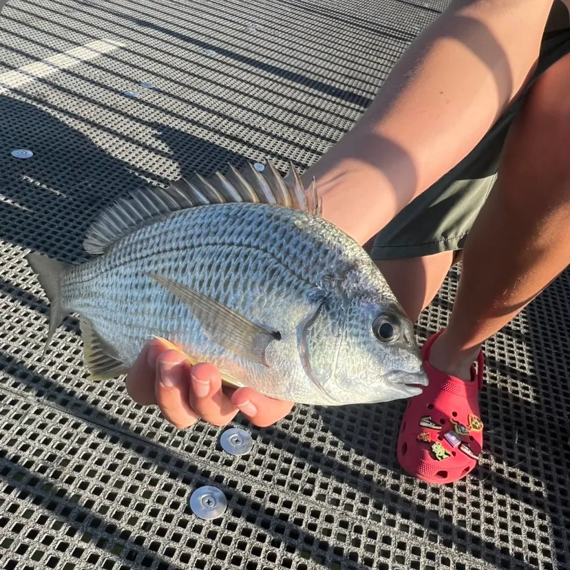 The most recent Surf bream catches on Fishbrain