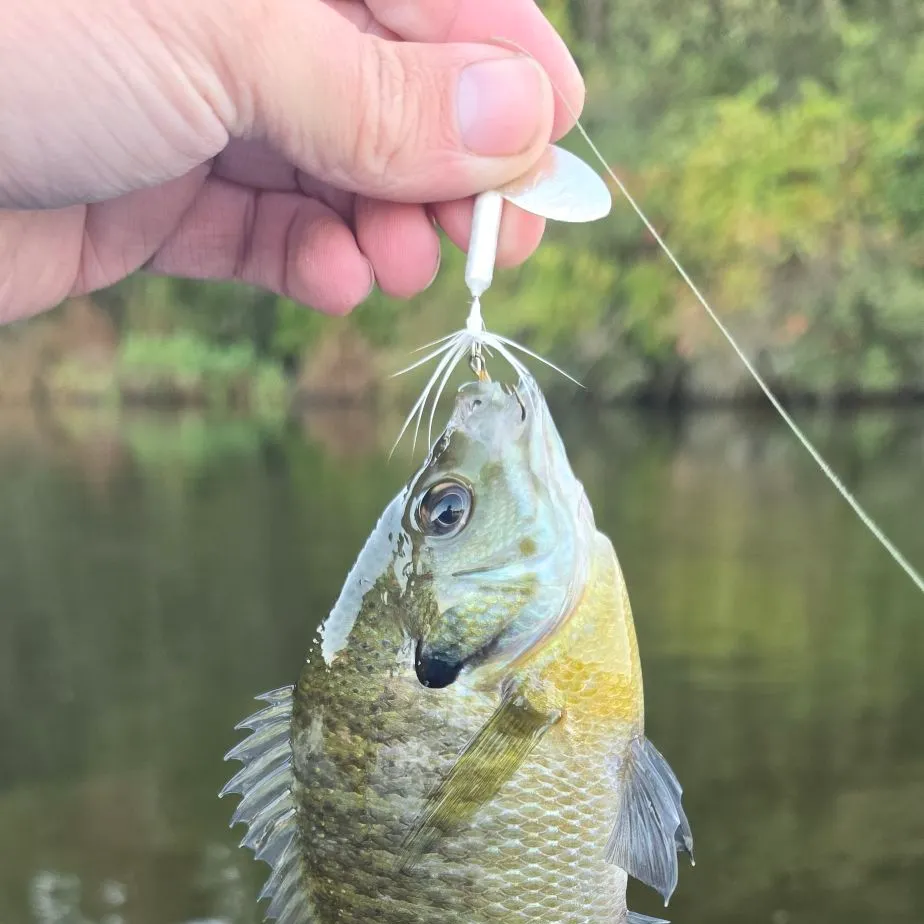 Bluegill caught on Fishbrain