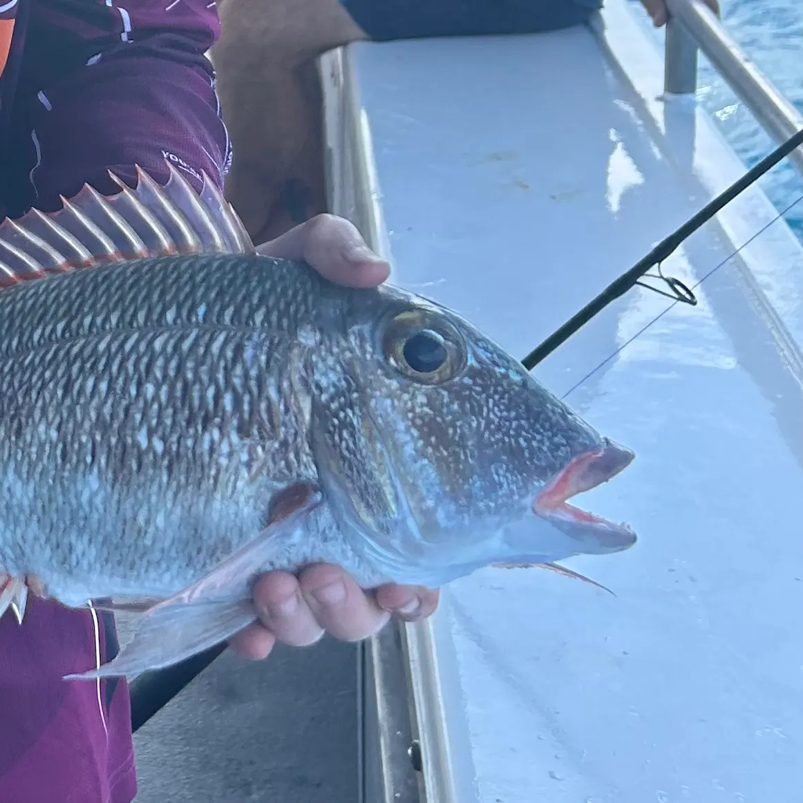 The most recent Trumpet emperor catches on Fishbrain