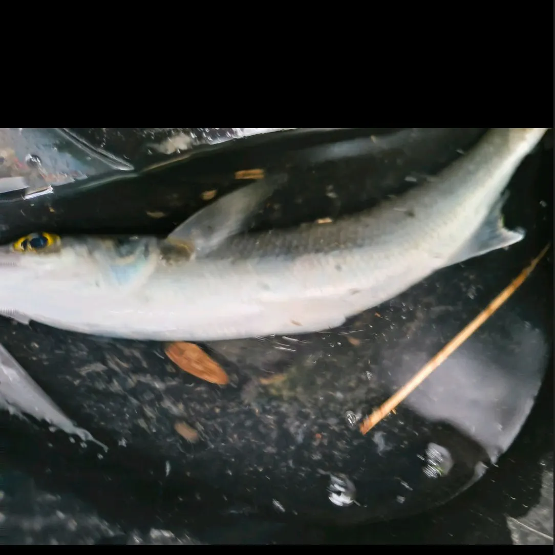 The most recent Yellow-eye mullet catches on Fishbrain