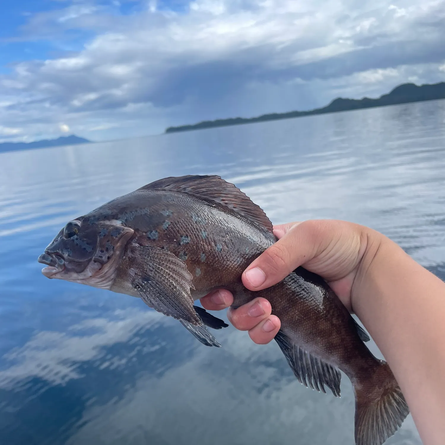 The most recent Kelp greenling catches on Fishbrain