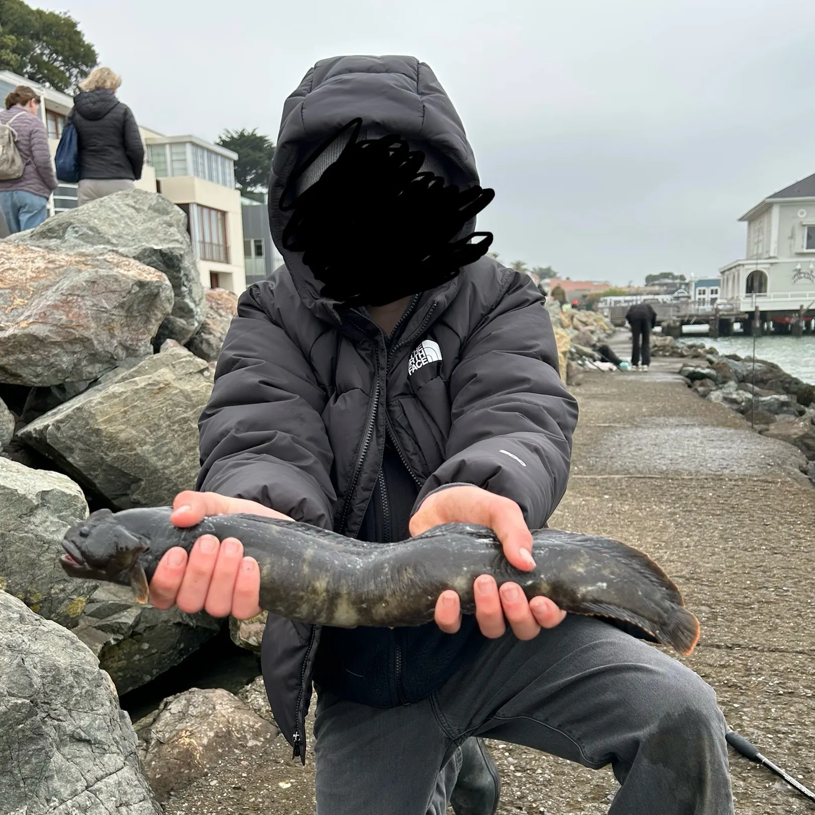 The most recent Monkeyface prickleback catches on Fishbrain