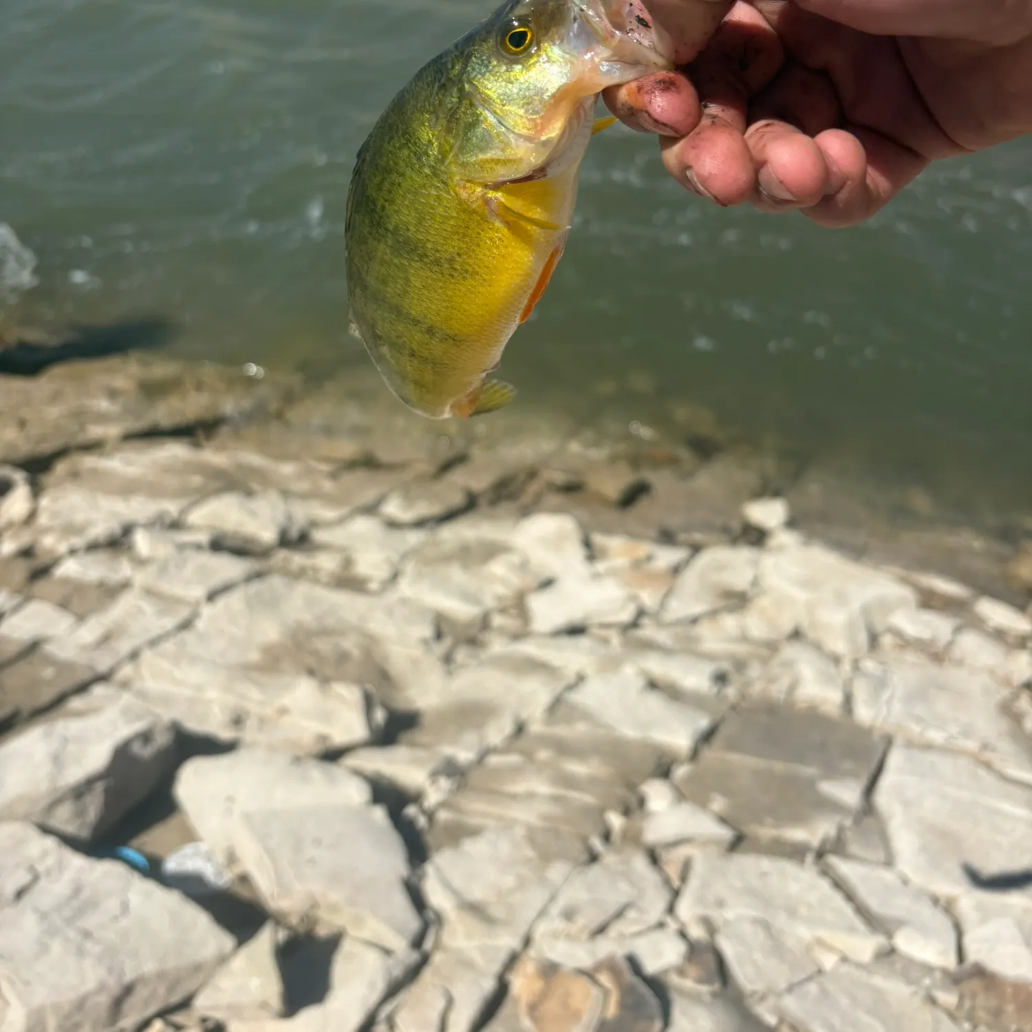 Yellow perch caught on Fishbrain