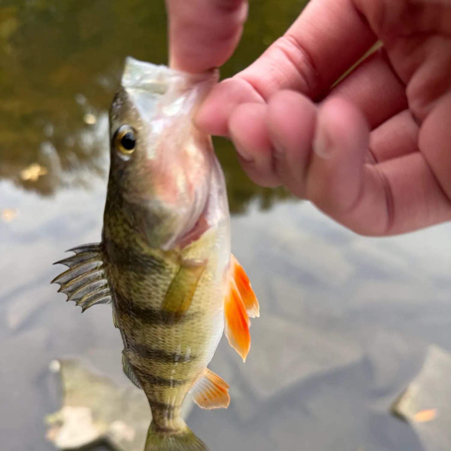 Yellow perch caught on Fishbrain