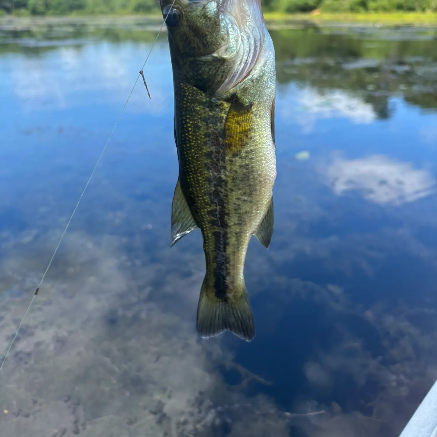 Spotted bass caught on Fishbrain