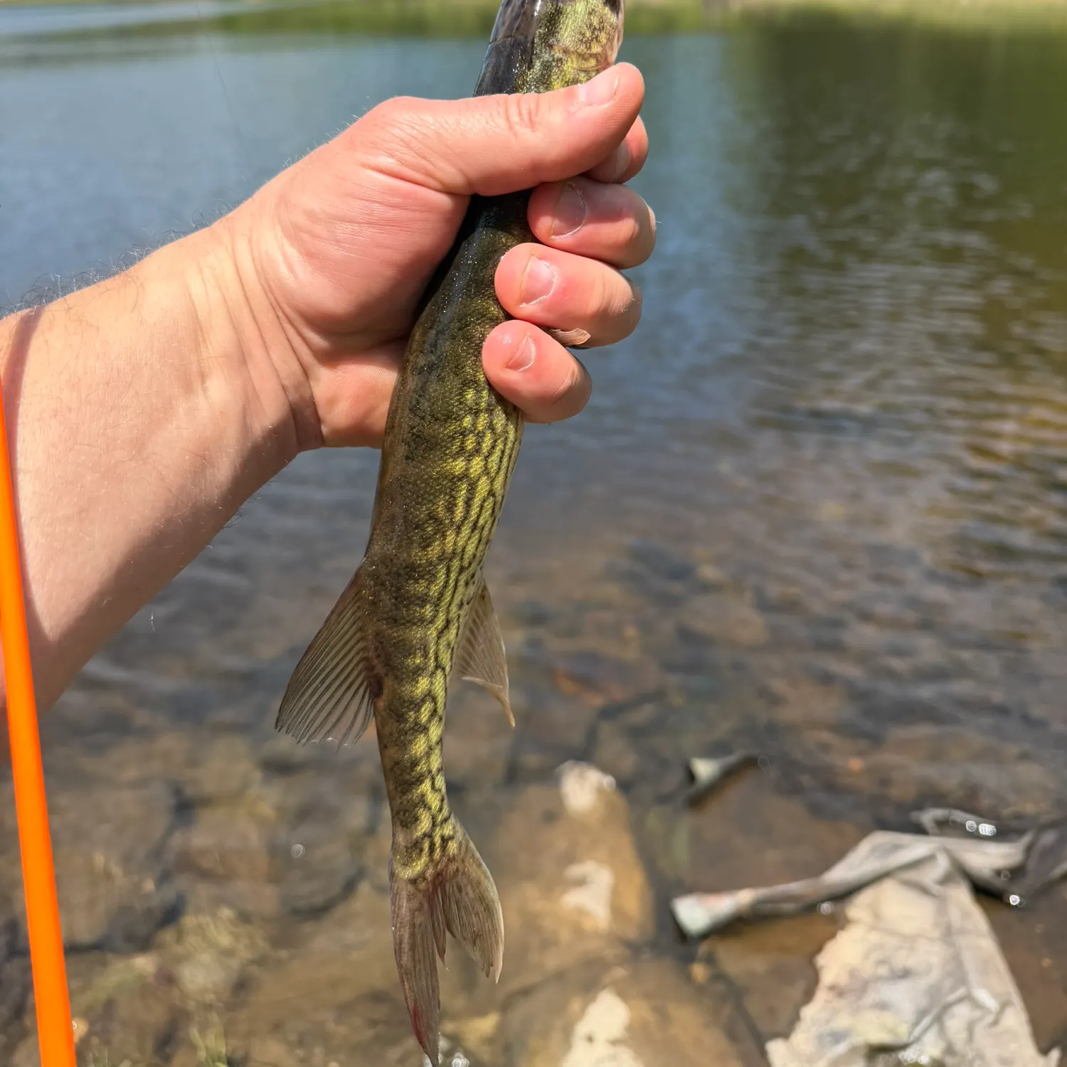 The most recent Grass pickerel catches on Fishbrain