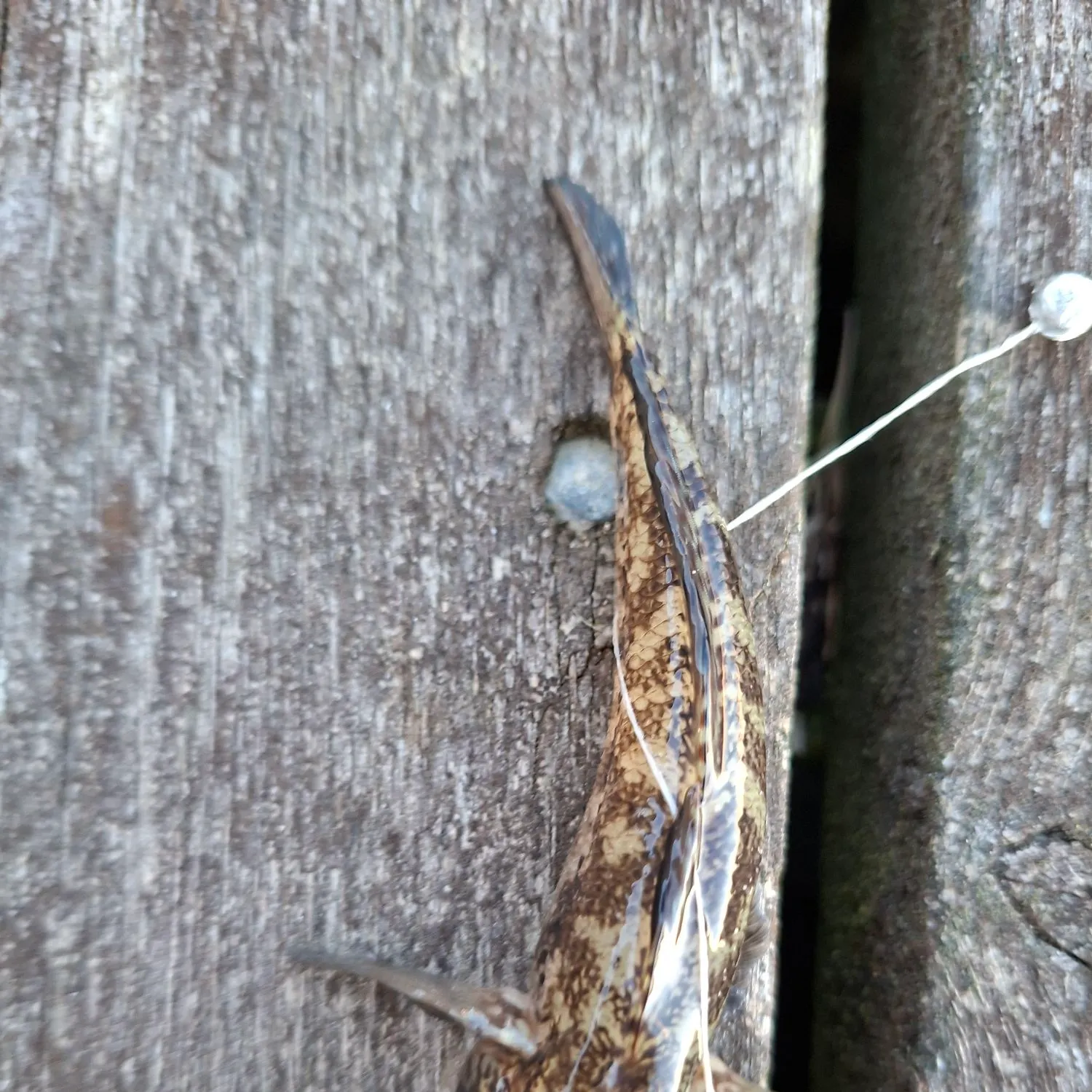 Fish caught on Fishbrain