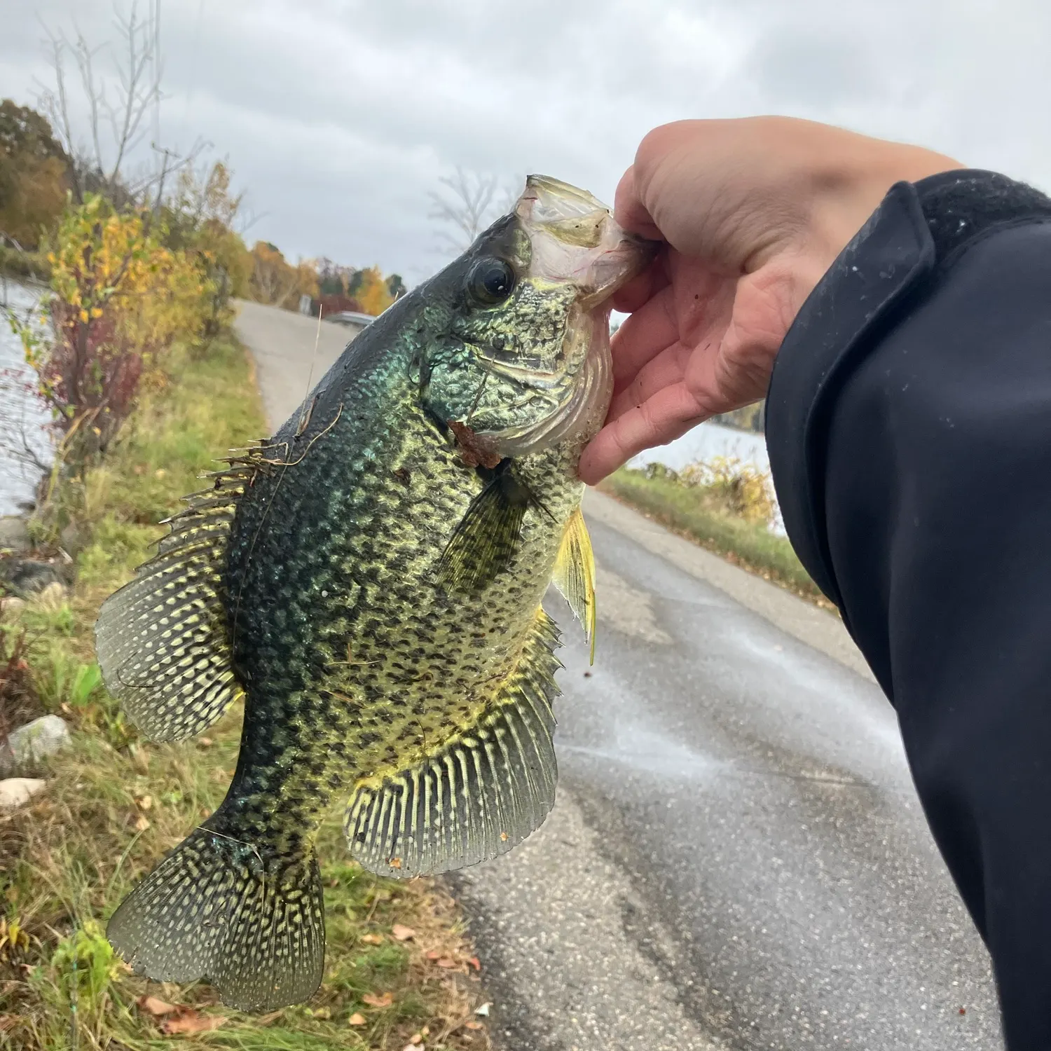 Black crappie caught on Fishbrain