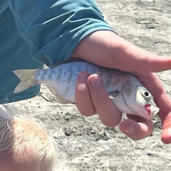 The most recent Barred surfperch catches on Fishbrain