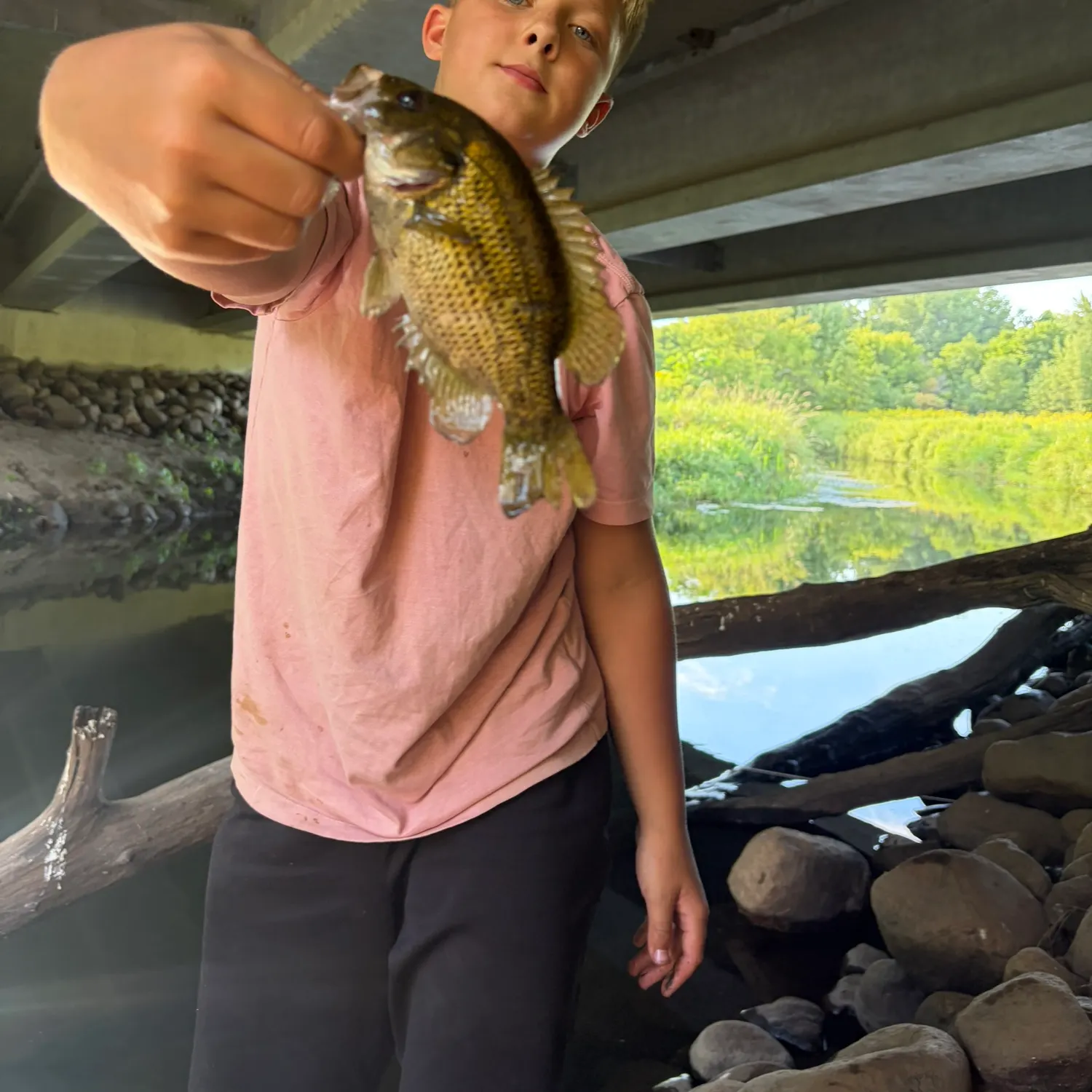 Rock bass caught on Fishbrain