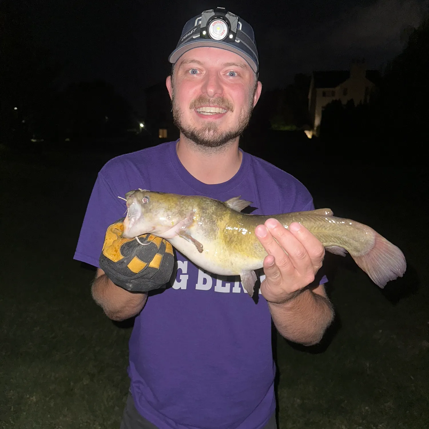 Yellow bullhead caught on Fishbrain