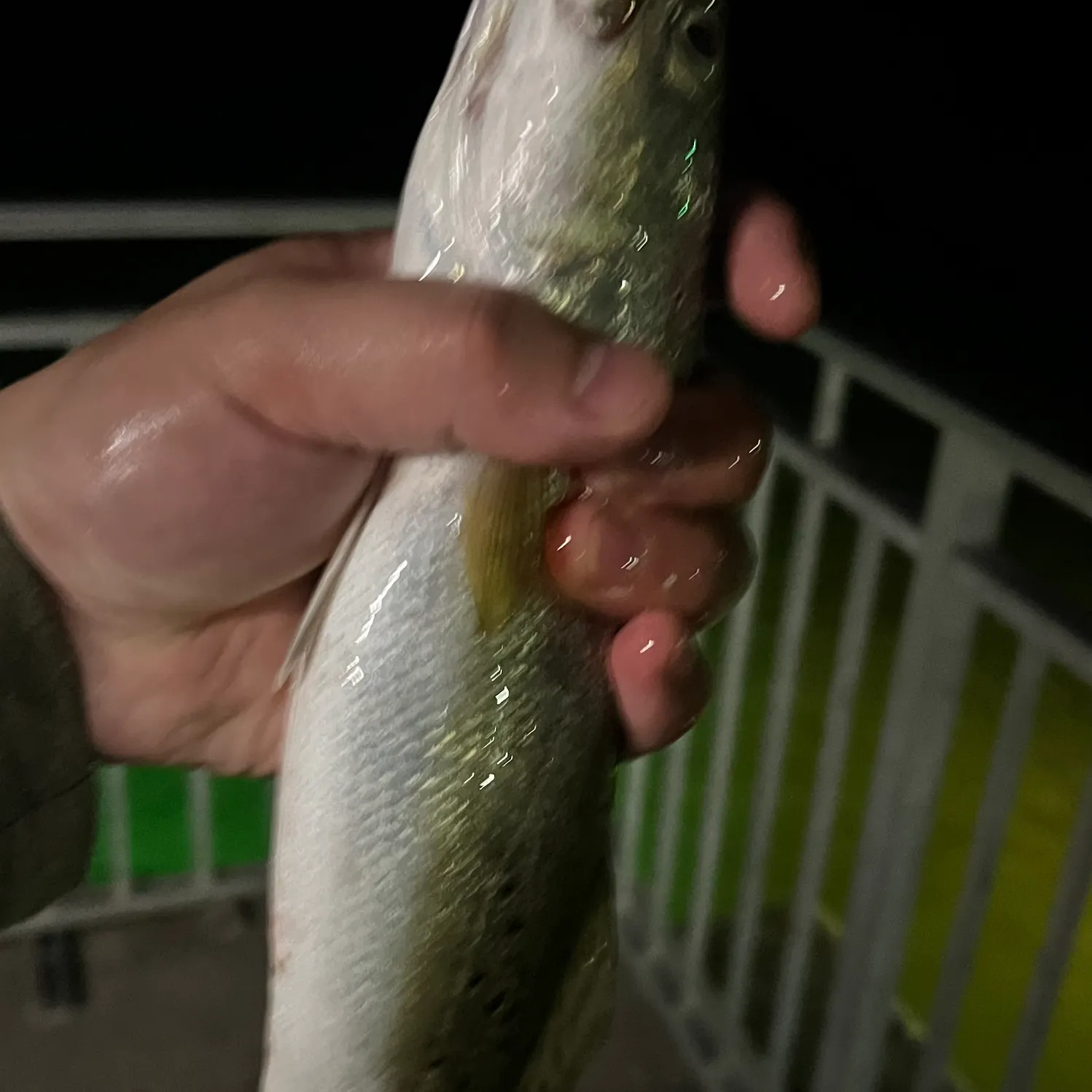 Spotted seatrout caught on Fishbrain