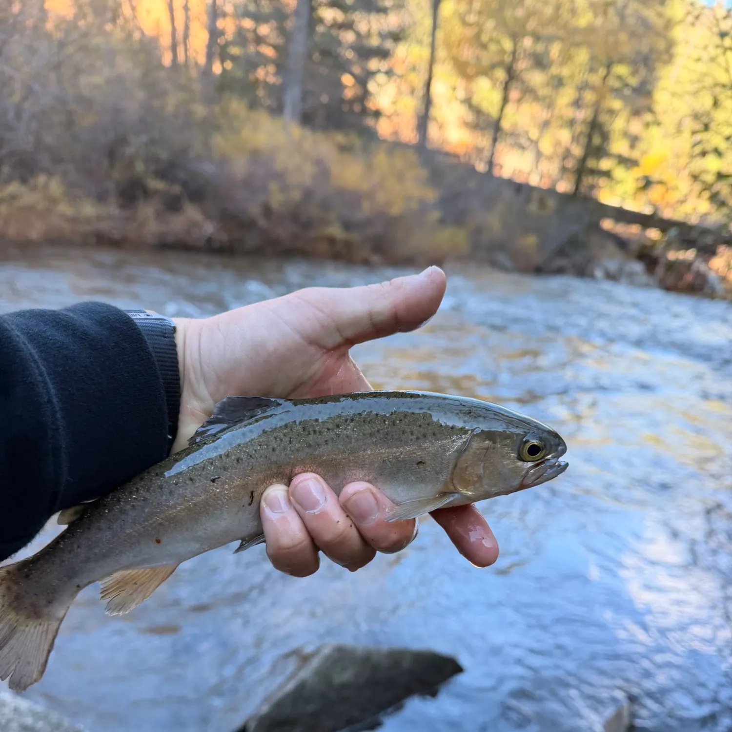 Rainbow trout caught on Fishbrain