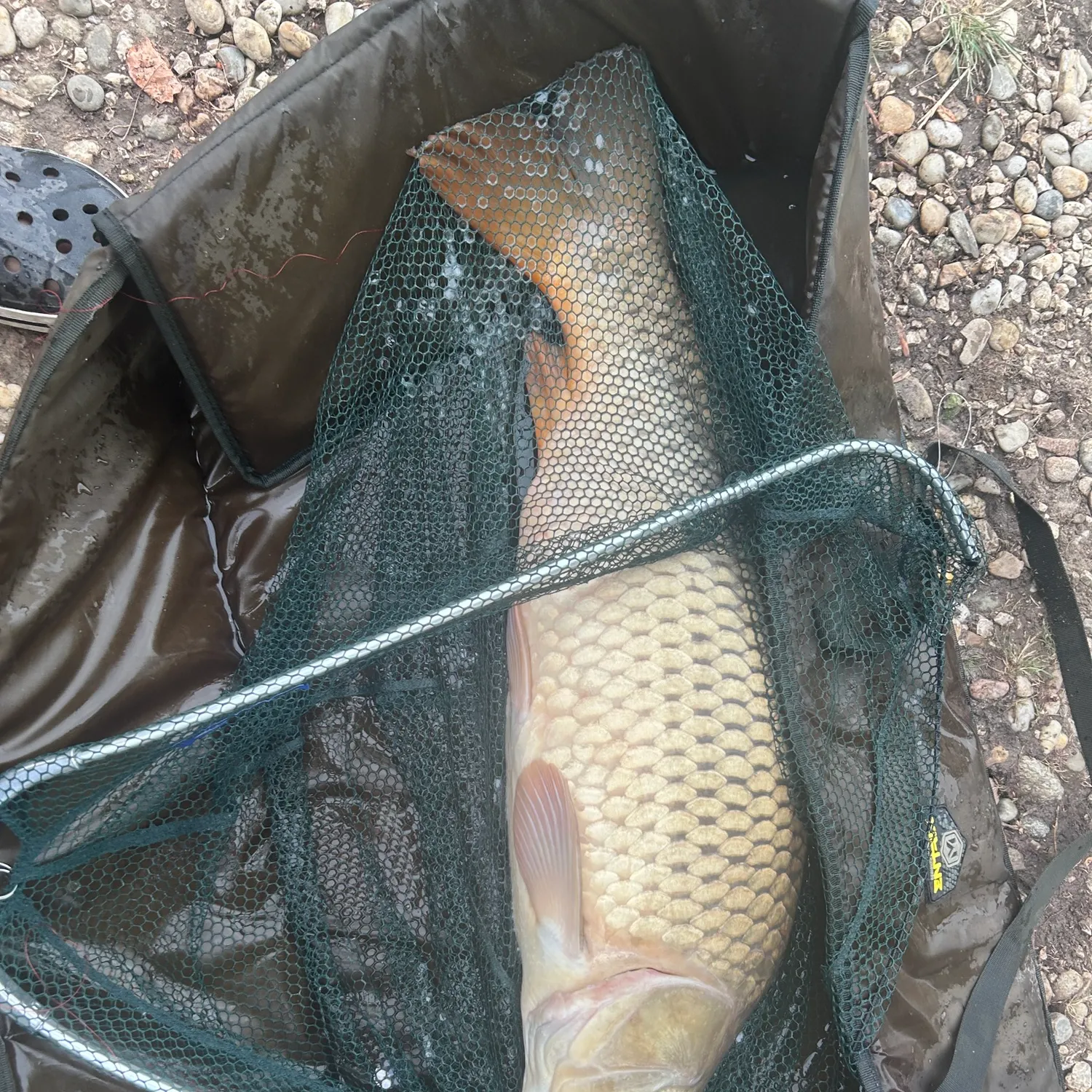 Common carp caught on Fishbrain